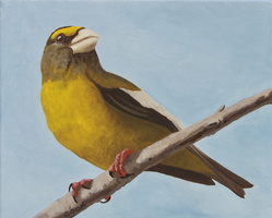 First Evening Grosbeak - 8"x10" oil on canv